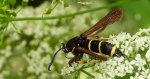 Przeziernik topolowiec (Paranthrene tabaniformis)