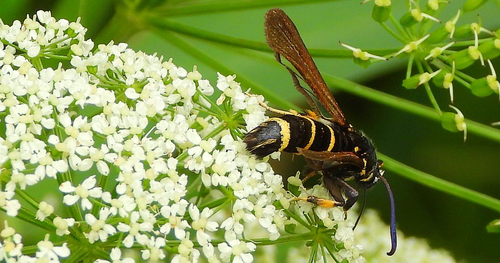 Przeziernik topolowiec (Paranthrene tabaniformis)