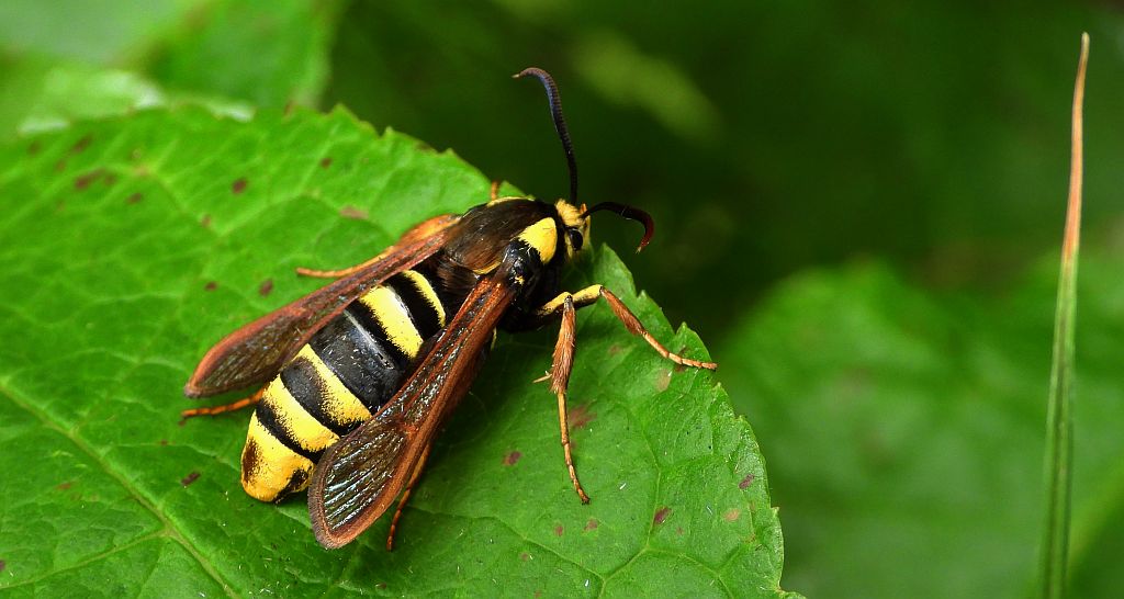 Przeziernik osowiec (Sesia /Aegeria/ apiformis)