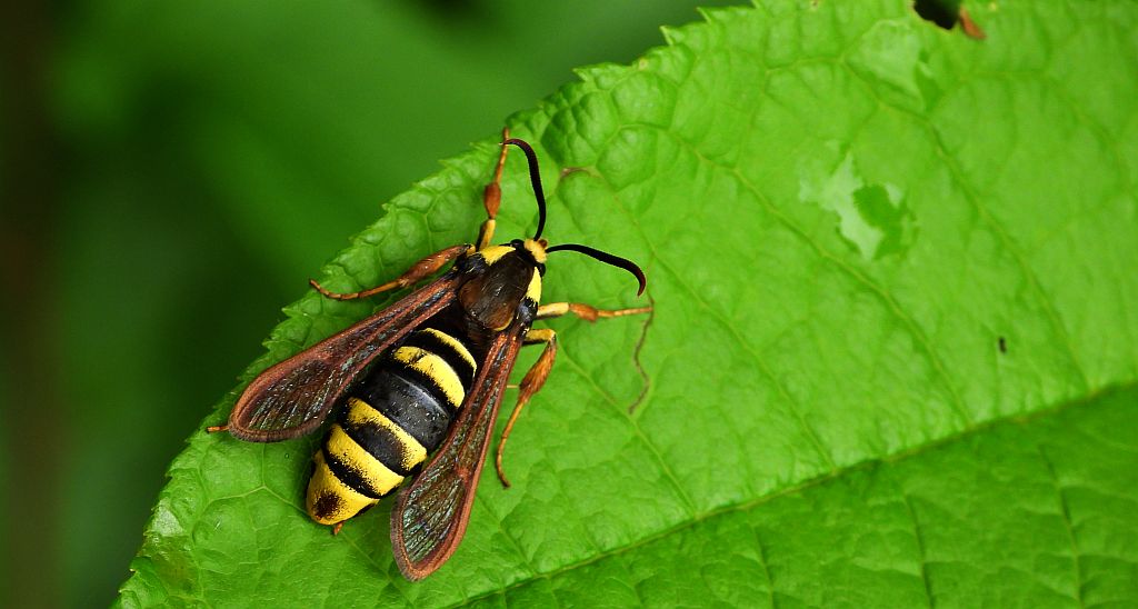 Przeziernik osowiec (Sesia apiformis, Aegeria apiformis)