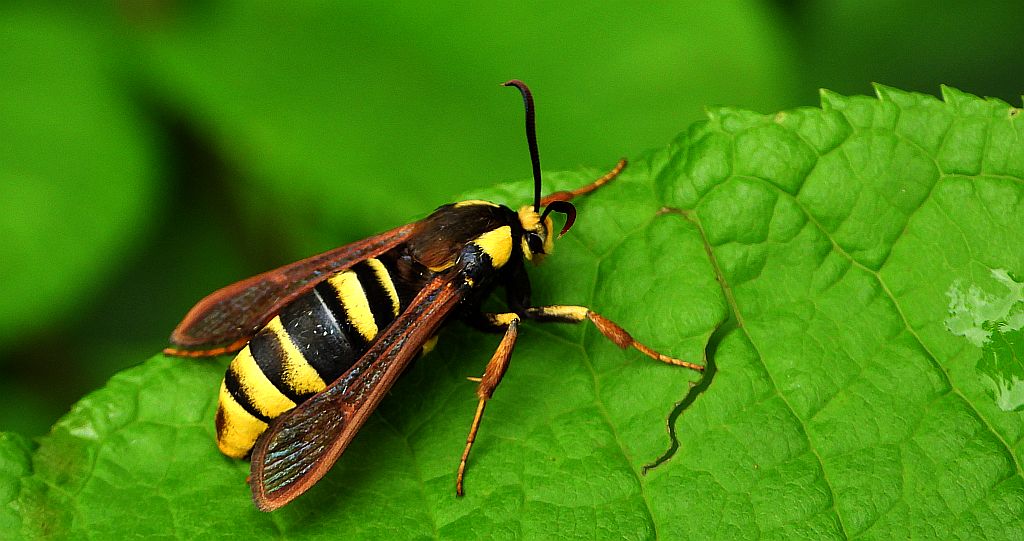 Przeziernik osowiec (Sesia apiformis, Aegeria apiformis)