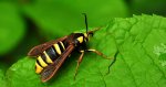 Przeziernik osowiec (Sesia apiformis, Aegeria apiformis)