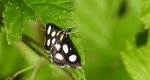 Anania funebris