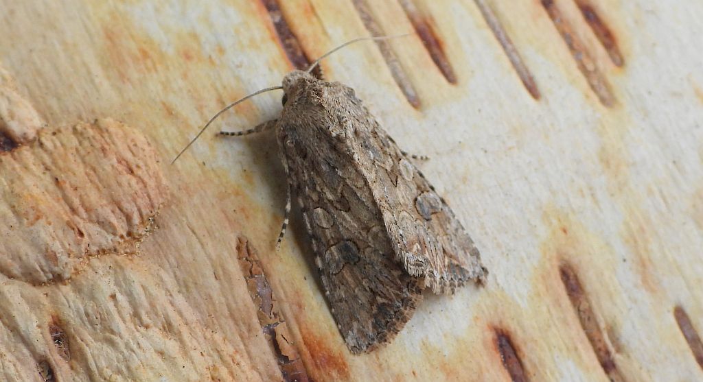 Piętnówka chwastówka (Anarta /Calocestra/ trifolii)