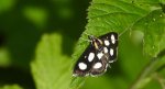 Anania funebris