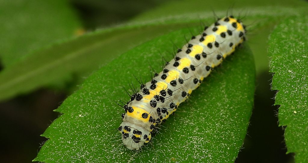 Bielmica sinogłówka (Diloba caeruleocephala)