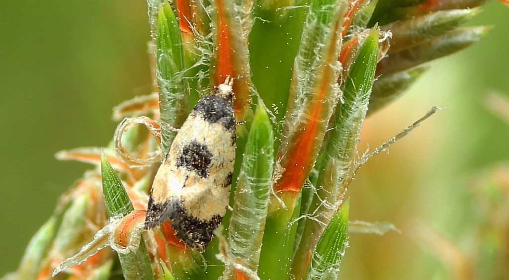 Pańdrożyca wątpliweczka (Cochylis dubitana)
