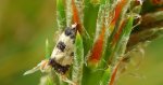 Pańdrożyca wątpliweczka (Cochylis dubitana)