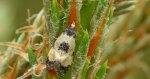 Pańdrożyca wątpliweczka (Cochylis dubitana)