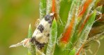 Pańdrożyca wątpliweczka (Cochylis dubitana)