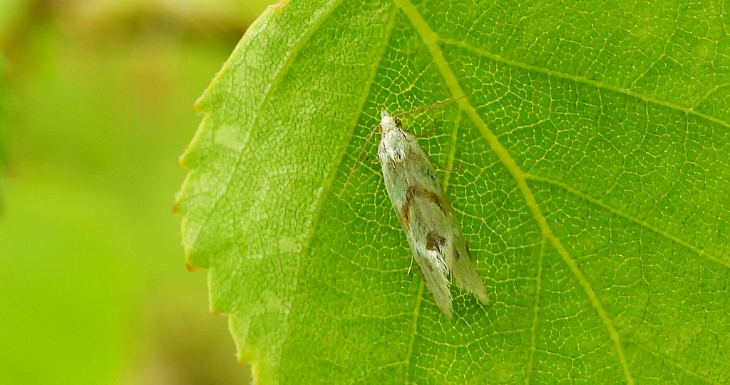 Zwójka - Aethes smeathmanniana