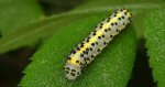 Bielmica sinogłówka (Diloba caeruleocephala)