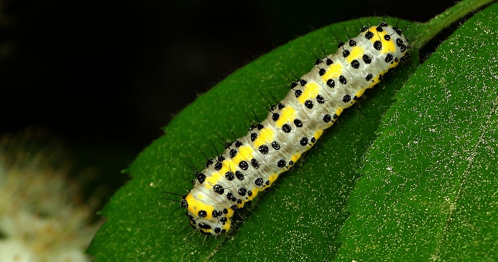 Bielmica sinogłówka (Diloba caeruleocephala)