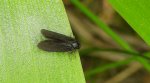 Koszówka - Epichnopterix plumella