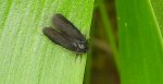 Koszówka - Epichnopterix plumella