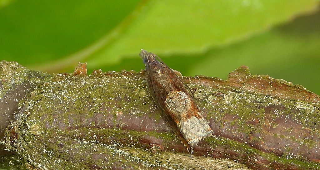 Zwójka - Ancylis uncella