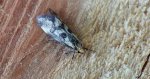 Denisia stipella