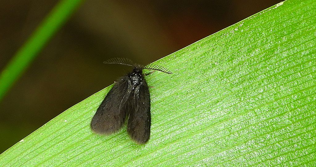 Koszówka - Epichnopterix plumella
