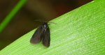 Koszówka - Epichnopterix plumella