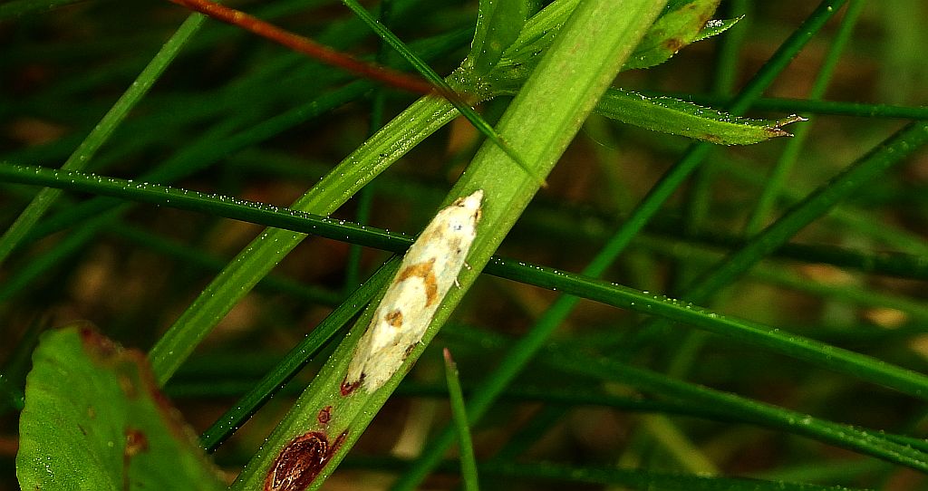 Zwójka - Aethes smeathmanniana