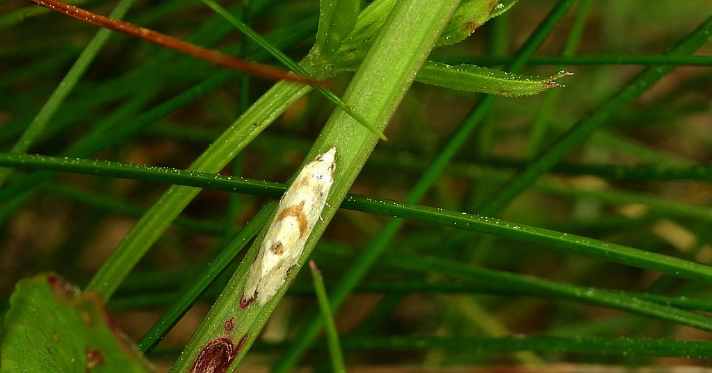 Zwójka - Aethes smeathmanniana