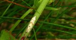 Zwójka - Aethes smeathmanniana