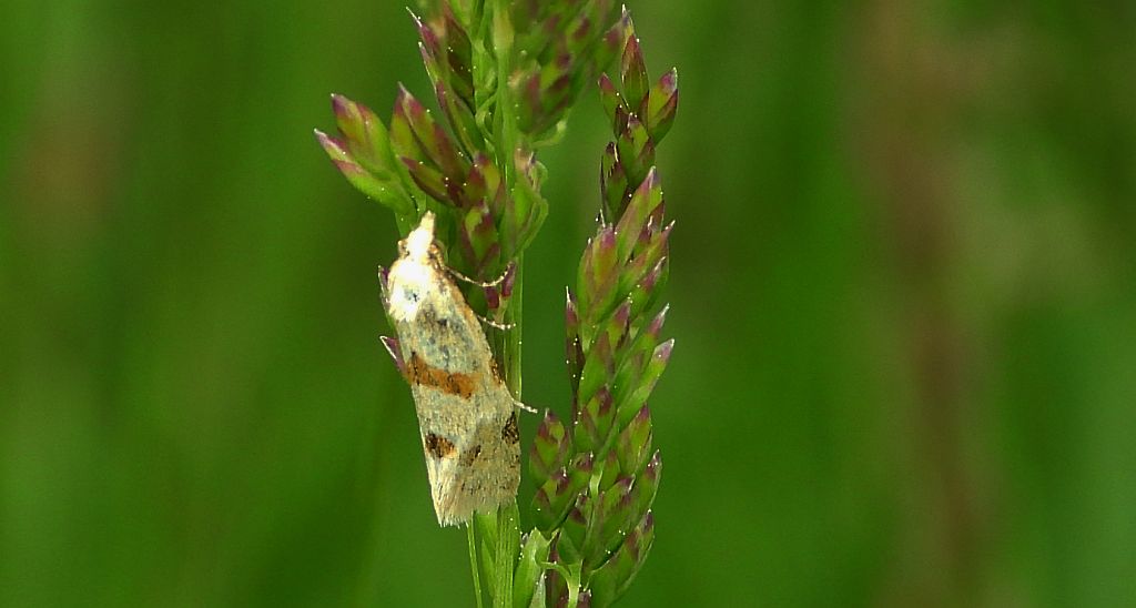 Zwójka - Aethes smeathmanniana