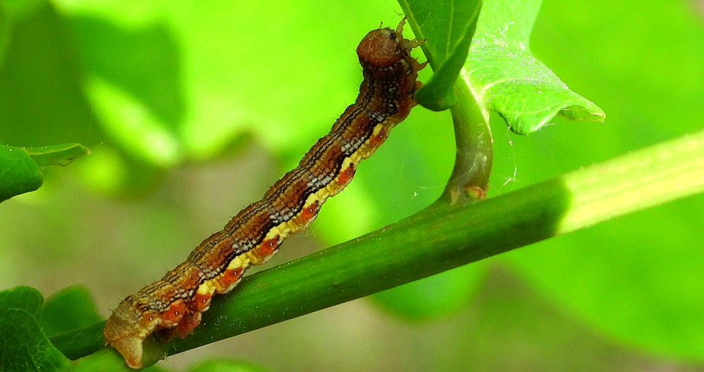 Zimowek ogołotniak (Erannis defoliaria)