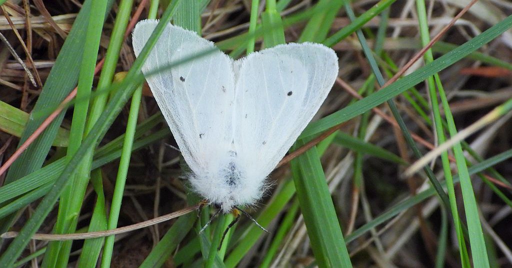 Szewnica pokrzywnica (Spilosoma urticae)