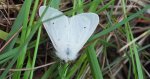 Szewnica pokrzywnica (Spilosoma urticae)