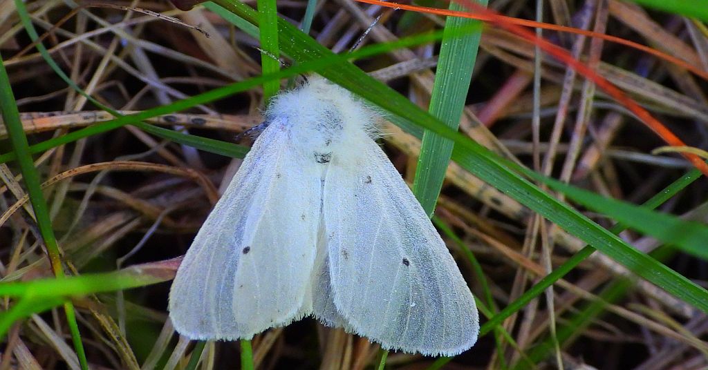 Szewnica pokrzywnica (Spilosoma urticae)