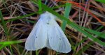 Szewnica pokrzywnica (Spilosoma urticae)
