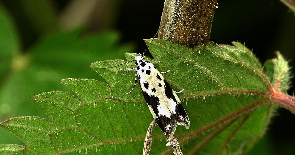 Ethmia quadrillella