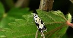Ethmia quadrillella