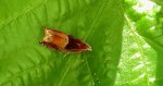 Zwójka - Ancylis mitterbacheriana