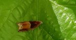 Zwójka - Ancylis mitterbacheriana