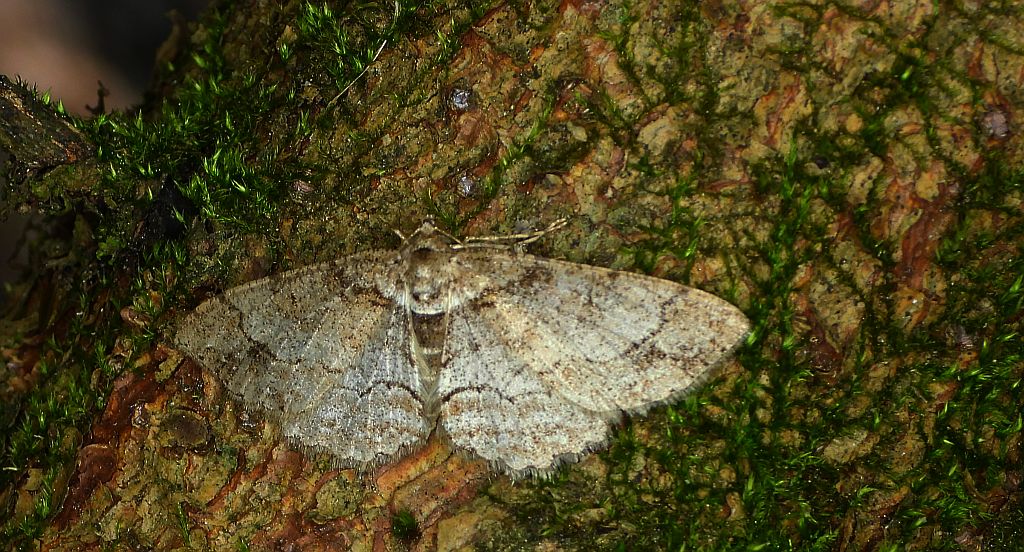 Przylepek zgodniak (Paradarisa consonaria)