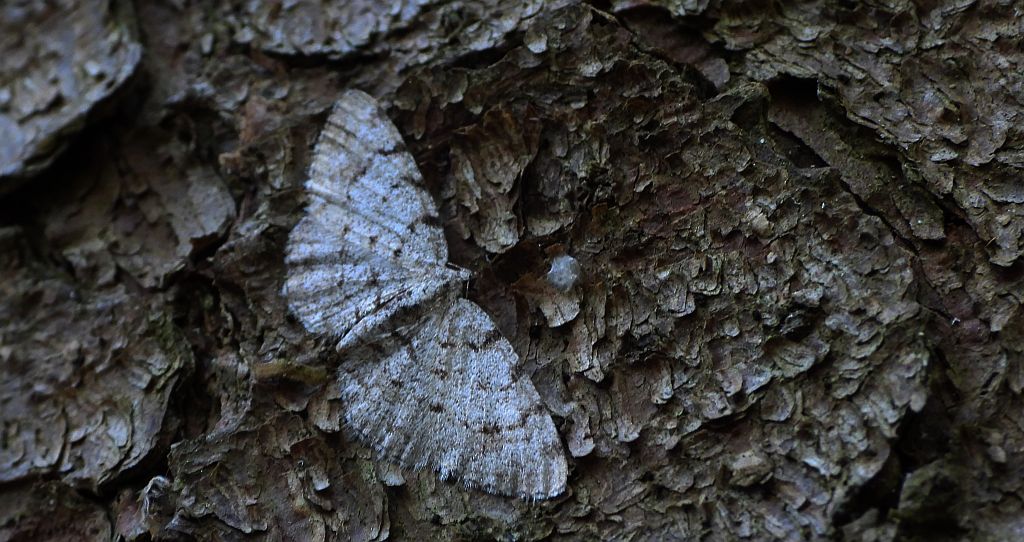 Przylepek olszyniak (Aethalura punctulata)