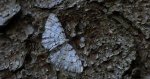 Przylepek olszyniak (Aethalura punctulata)
