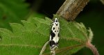 Ethmia quadrillella