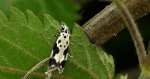 Ethmia quadrillella