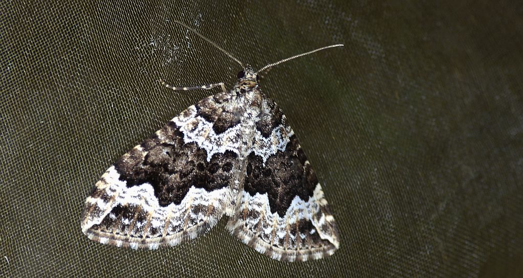 Paśnik pachniczek (Lampropteryx suffumata)