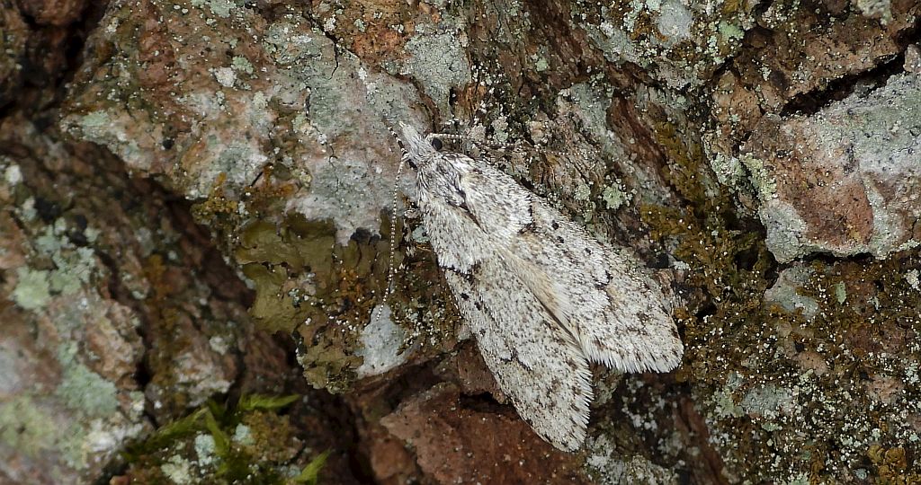 Diurnea fagella