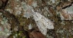 Diurnea fagella