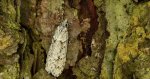 Diurnea fagella