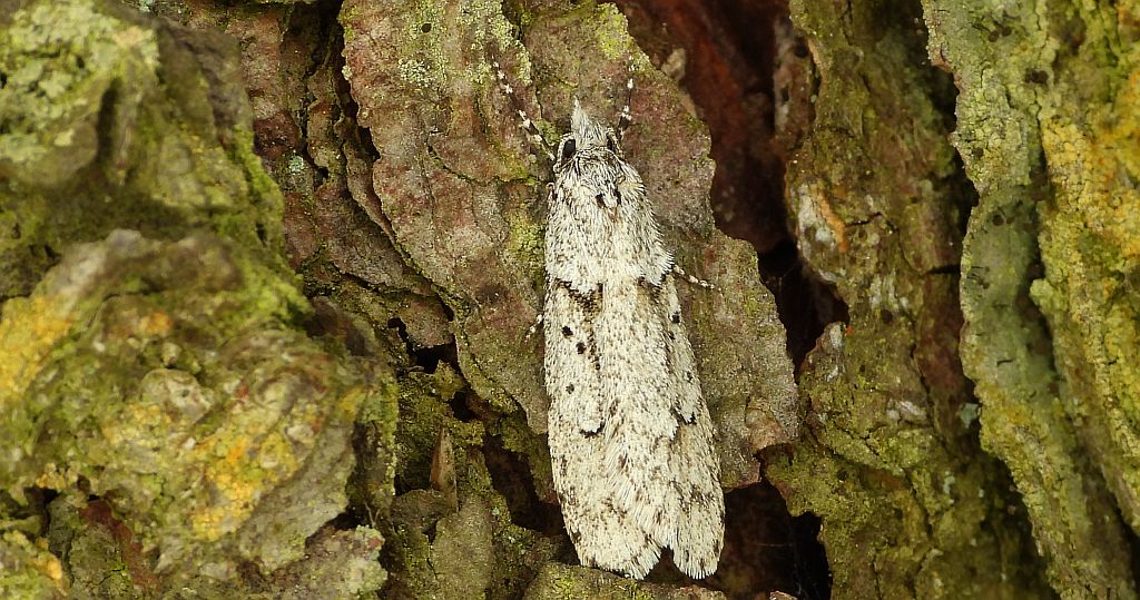 Diurnea fagella