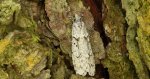 Diurnea fagella