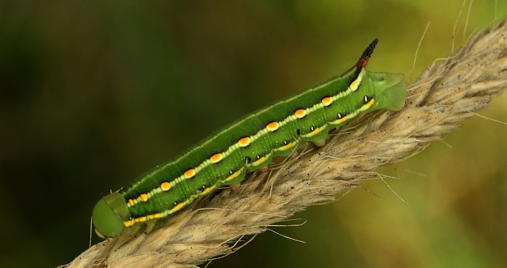 Zmrocznik przytuliak (Hyles gallii)
