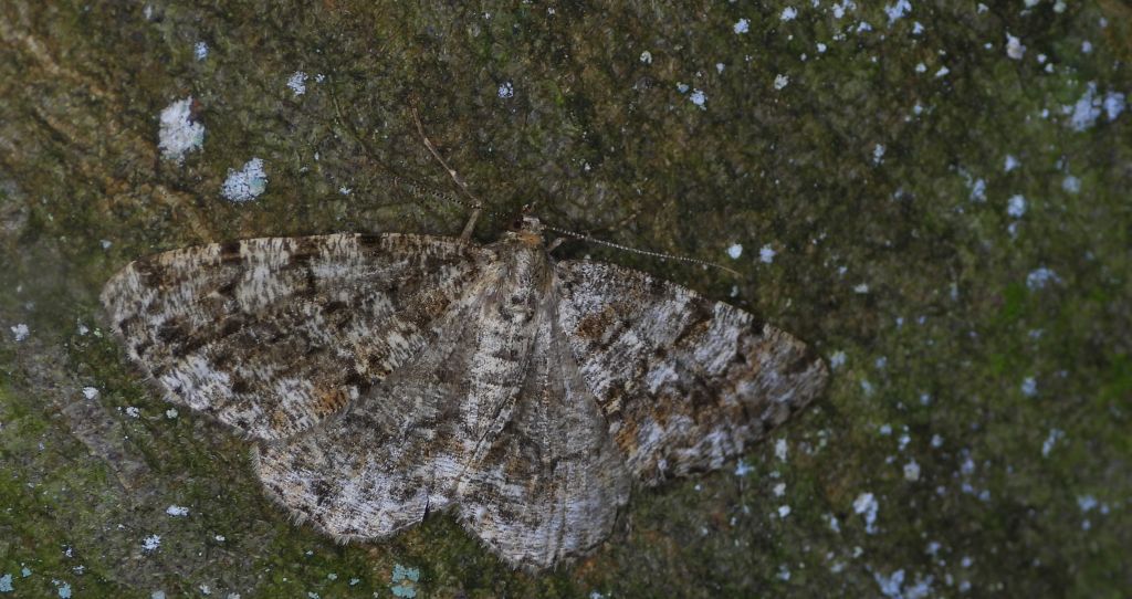 Przylepek następnik (Peribatodes secundaria)
