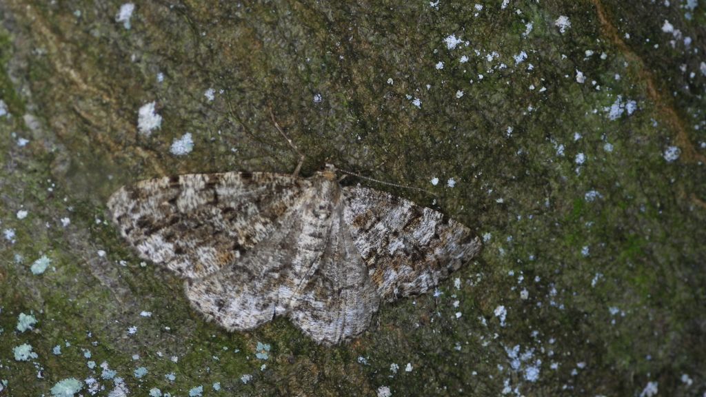 Przylepek następnik (Peribatodes secundaria)